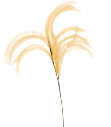 Plumes I will never fade flower - Moutarde - L