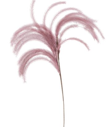 Plumes I will never fade flower - Aubergine - L